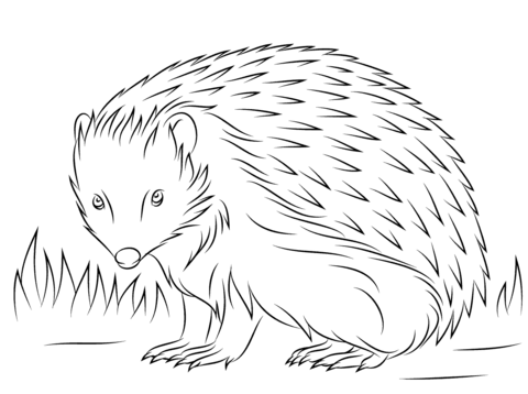 Cute European Hedgehog Coloring Page